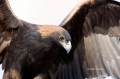 Golden-Eagle;Aquila-chrysaetos;Eagle;Birds-of-Prey;Curved-Beak;Hunter;Hunters;Pr